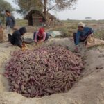 किसानलाई सखरखण्ड खन्नेदेखि बिक्रीका लागि भ्याइ नभ्याइ