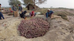 किसानलाई सखरखण्ड खन्नेदेखि बिक्रीका लागि भ्याइ नभ्याइ