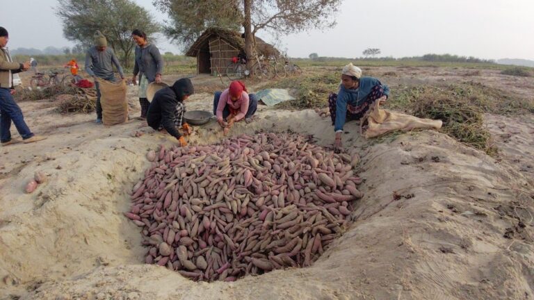 किसानलाई सखरखण्ड खन्नेदेखि बिक्रीका लागि भ्याइ नभ्याइ